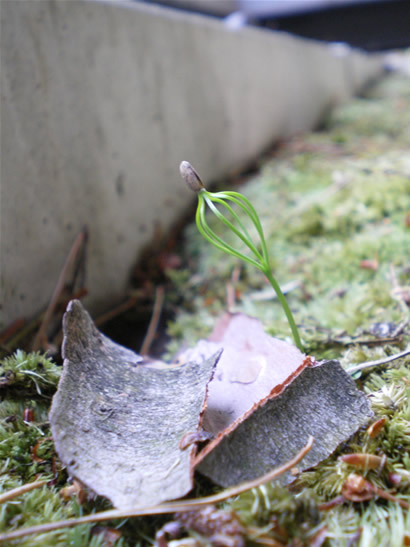 松の芽