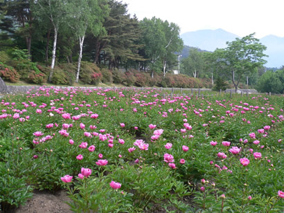 芍薬