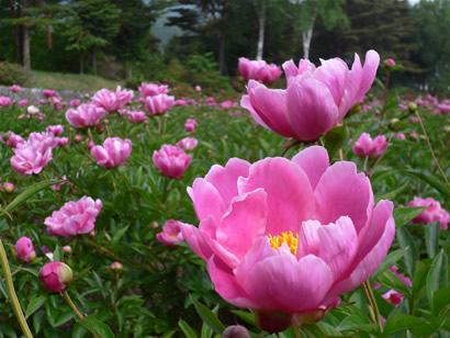 芍薬