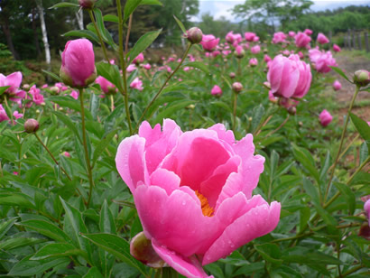 芍薬
