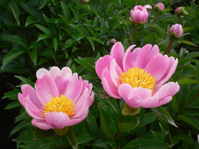 芍薬