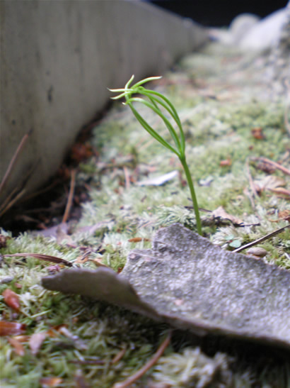 松の芽