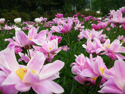 芍薬