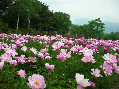 芍薬