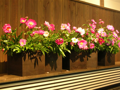 芍薬の花