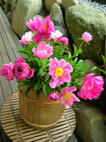 芍薬の花