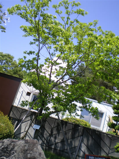 なんじゃもんじゃ
