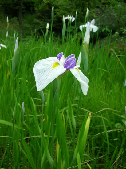 菖蒲