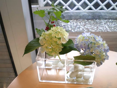 紫陽花