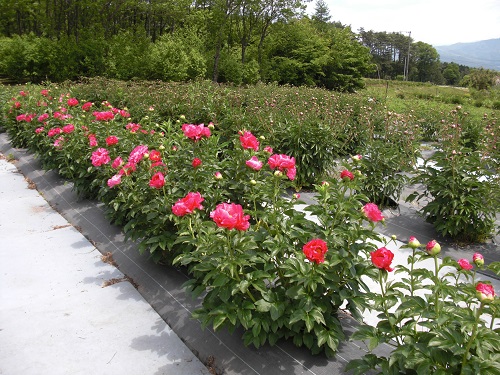 peony1S.jpg