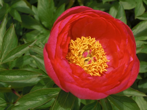 peony_R1S.jpg