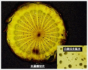 写真３ 木通の断面