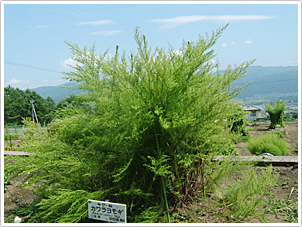 図１　カワラヨモギの全景（８月下旬）