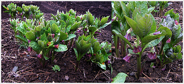 ハシリドコロの芽（当所見本園：2005年4月12日撮影）