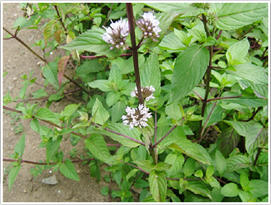 輪生状の花をつけたハッカ（和種ハッカ）