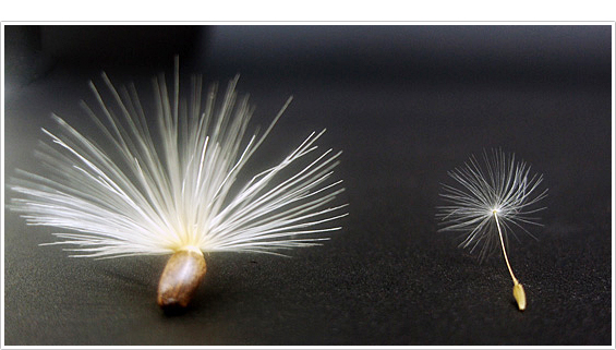 左：オオアザミの種子　右：タンポポの種子