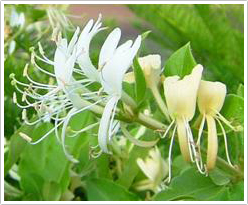 スイカズラの花（白・黄）