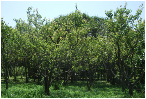 杏の木（八ヶ岳薬用植物園にて）