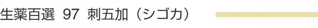 生薬百選 97 刺五加（シゴカ）