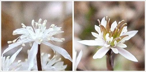 写真５．雄性花（左）と両性花（右）：弊所アカマツ林内にて2012年4月10日撮影