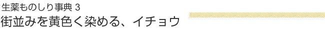 生薬ものしり辞典 3 街並みを黄色く染める、イチョウ