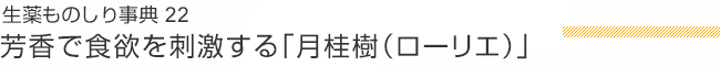 生薬ものしり事典 22 芳香で食欲を刺激する「月桂樹（ローリエ）」