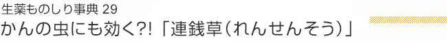 生薬ものしり事典 29 かんの虫にも効く?!「連銭草（れんせんそう）」