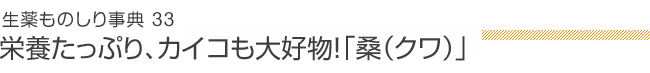 生薬ものしり事典33　桑（クワ）