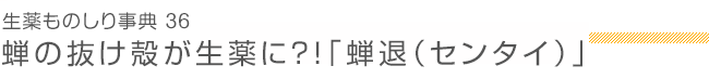 生薬ものしり事典36　センタイ