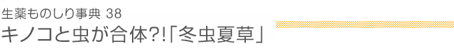 生薬ものしり事典38　冬虫夏草（トウチュウカソウ）