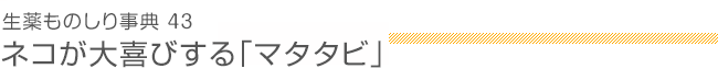 生薬ものしり事典43 ネコが大喜びする「マタタビ」