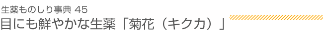 生薬ものしり事典45 目にも鮮やかな生薬「菊花（キクカ ）」