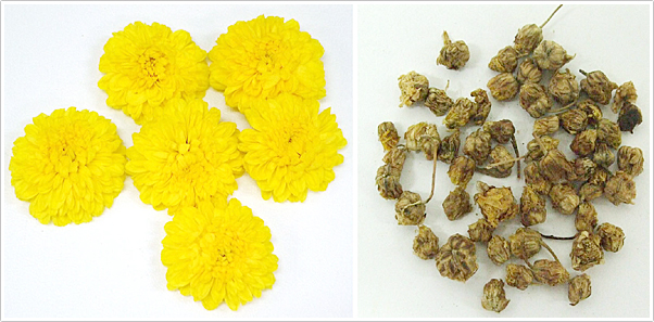 食用菊でなじみのある菊の花(左)と菊花（生薬・右）
