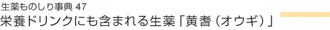 生薬ものしり事典46 栄養ドリンクにも含まれる生薬「黄耆（オウギ）」