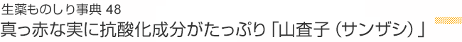 生薬ものしり事典48 真っ赤な実に抗酸化成分がたっぷり「山査子（サンザシ）」