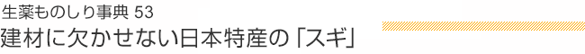 生薬ものしり事典53 建材に欠かせない日本特産の「スギ」