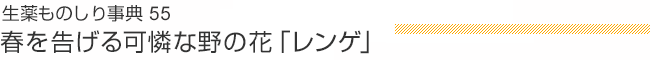 生薬ものしり事典55 春を告げる可憐な野の花「レンゲ」
