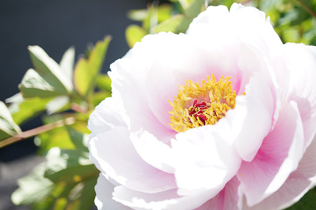 大輪の花に生命力を秘めた ボタン 生薬ものしり事典 元気通信 養命酒製造株式会社