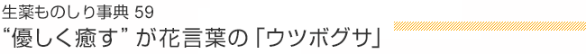 生薬ものしり事典59 “優しく癒す”が花言葉の「ウツボグサ」