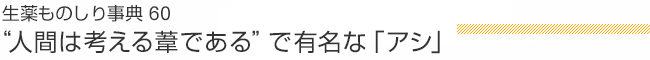 生薬ものしり事典60 “人間は考える葦である”で有名な「アシ」