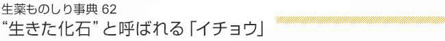 生薬ものしり事典62 “生きた化石”と呼ばれる「イチョウ」