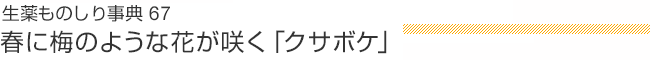 生薬ものしり事典67 春に梅のような花が咲く「クサボケ」