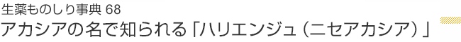 生薬ものしり事典68 アカシアの名で知られる「ハリエンジュ（ニセアカシア）」