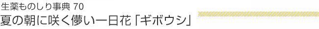 生薬ものしり事典70 夏の朝に咲く儚い一日花「ギボウシ」