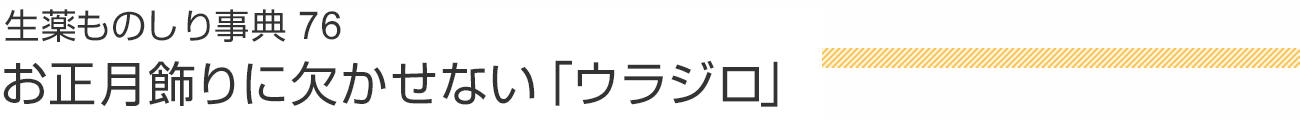 生薬ものしり事典76 お正月飾りに欠かせない「ウラジロ」