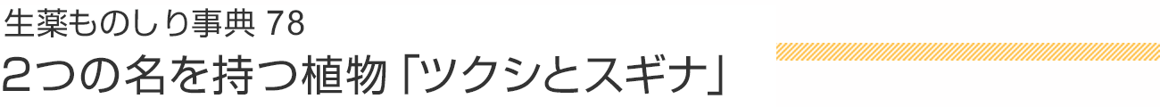 生薬ものしり事典78 2つの名を持つ植物「ツクシとスギナ」