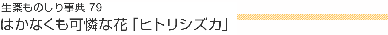 生薬ものしり事典79 はかなくも可憐な花「ヒトリシズカ」