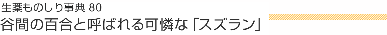 生薬ものしり事典80 谷間の百合と呼ばれる可憐な「スズラン」
