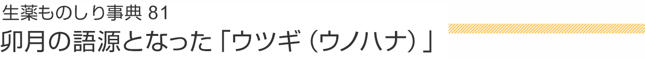 生薬ものしり事典81 卯月の語源となった「ウツギ（ウノハナ）」