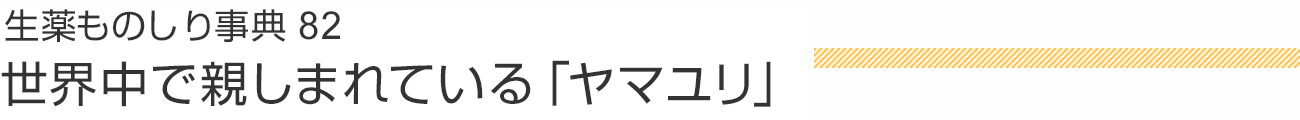 生薬ものしり事典81 世界中で親しまれている「ヤマユリ」